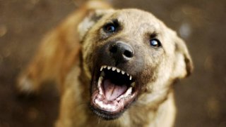 На Днепропетровщине на мужчину напала бродячая собака (фото) - ФОТО