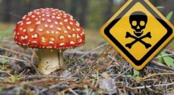 На Днепропетровщине люди травятся мухоморами