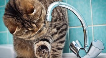 У центрі Кам’янського 20 будинків без води