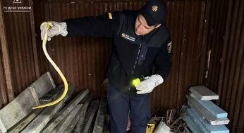 У Дніпровському районі змія налякала власників будинку