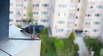 Як відлякати голубів від вашого балкона: найпростіші та найдоступніші способи
