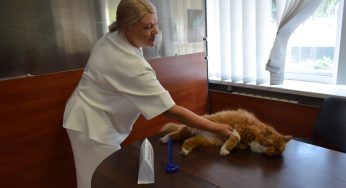 Чотирилапі співробітники кам’янського ЦНАПу