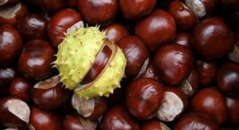 “Каштани для ЗСУ”: кам’янчан закликають долучитися до акції
