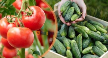 Скільки коштують огірки і помідори у Кам’янському