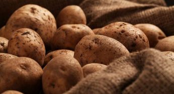 Як зберегти картоплю без проростків до весни