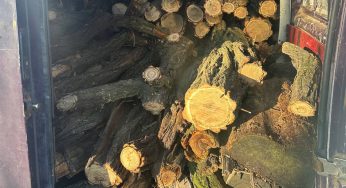 Під Дніпром спіймали “чорних” лісорубів