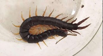 На Дніпропетровщині з’являються отруйні сколопендри