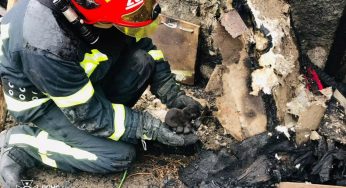 На Дніпропетровщині під час пожежі надзвичайники врятували цуценя