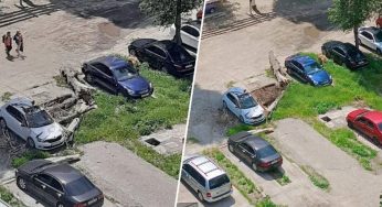 У Дніпрі дерево впало на припарковані автівки