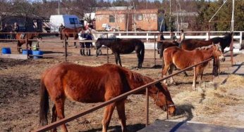 Трагедія під Кам’янським: з конеферми втекли коні, одна тварина загинула