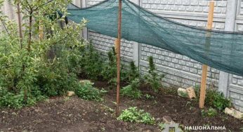 На Дніпропетровщині чоловік вирощував у себе вдома коноплю