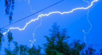 5 дерев, які найчастіше притягують блискавку: ніколи не садіть їх біля будинку
