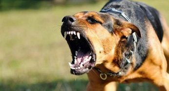 На Дніпропетровщині з початку року 3 тисячі людей постраждали від укусів тварин