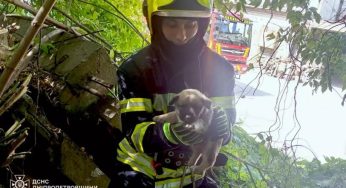 У Дніпрі рятувальники визволили цуценя з пастки