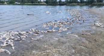 На Дніпропетровщині сотні мертвих рибин укрили берег річки (фото)